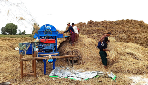 伊洛瓦底省礼德耶及渺弥亚两县区全面完成雨季稻收割工作