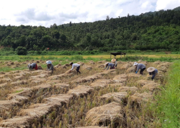 马奎省本漂县区已全面完成近7万英亩雨季稻的收割工作