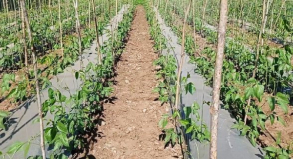 实皆省遵纳县区本财政年度冬作物种植情况