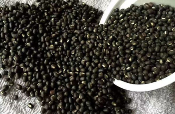 实皆省甘布鲁专区本年度冬作物种植季节种植了黑麦豆5万多英亩