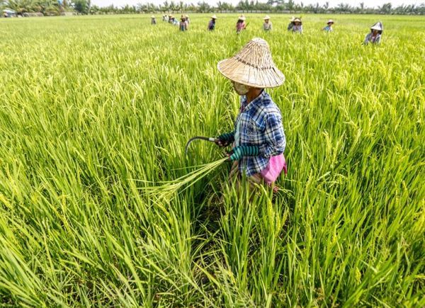 拥有10英亩或以上农田的农民将获得每英亩40万缅币的贷款
