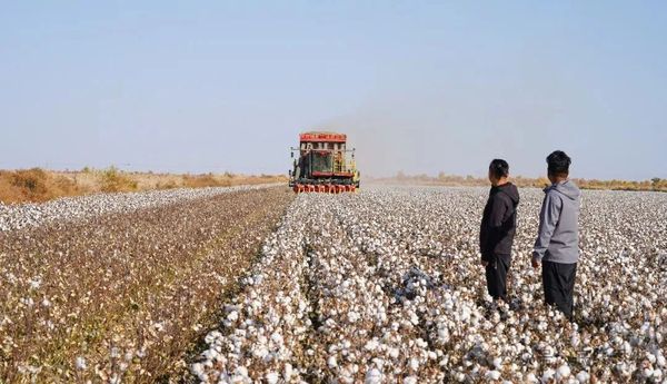 我们在新疆棉田里进行了一场前所未有的实验