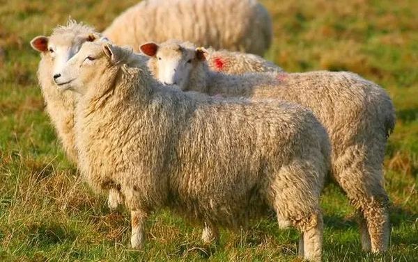 牧童们的羊群问题