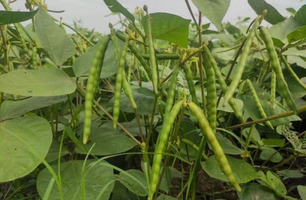 孟邦比林县区冬作物绿豆已大量上市农民们获得一定收益