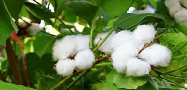 新财政年度内缅甸全国将规划种植长纤维棉花60多万英亩