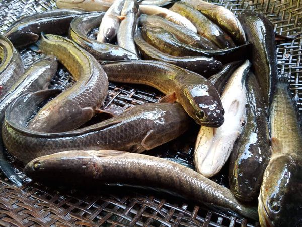 伊洛瓦底省吉叻县区在3月份向仰光市场输送出鳢鱼7.5万缅斤