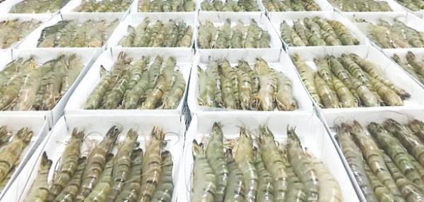 2023—24财政年度缅甸向国外出口虾类近1万公吨