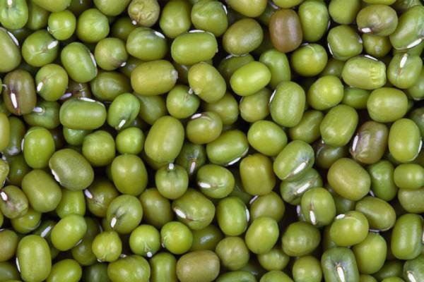 伊洛瓦底省甘基道县区种植的绿豆已有3,642英亩完成采收工作