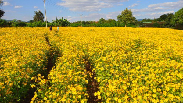 伊洛瓦底省马乌宾县区出产的花芝麻销往国内外市场