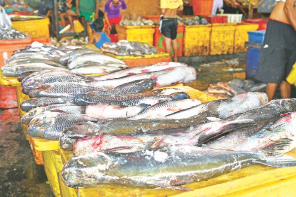 伊洛瓦底省邦达诺县区2月份向仰光输送出大鲤鱼7.7万缅斤