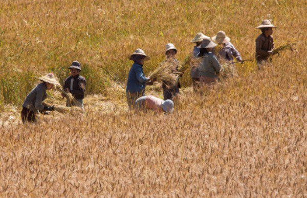 本年度小麦种植季节获得好收成不需从国外进口小麦面粉了