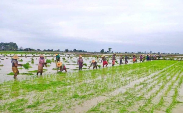 实皆省委勒县区完成了夏季稻1,556英亩的种植工作
