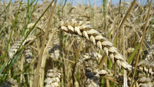 实皆省茵马宾专区种植了冬小麦8,494英亩
