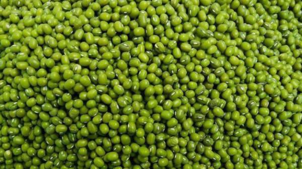 实皆省钦乌县区完成了冬绿豆6千多英亩的种植工作