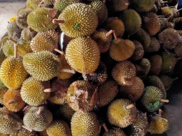孟邦穆洞县区榴莲上市获得好价钱果农们获益良多