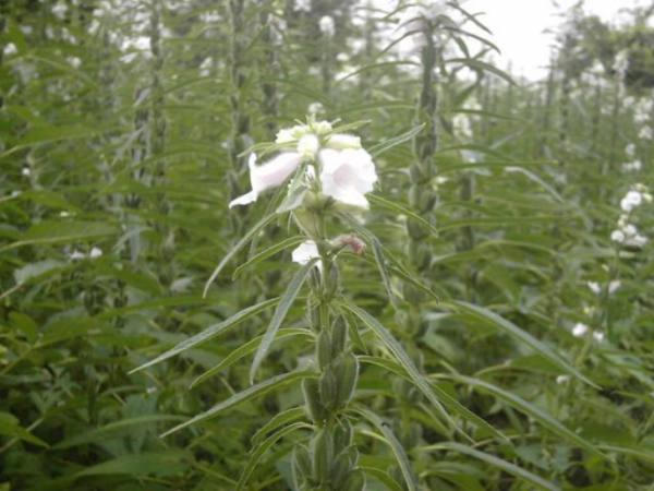 实皆省板卯县区完成了冬芝麻2千多英亩的采收工作