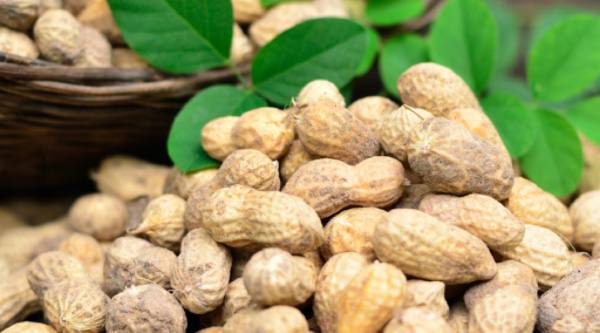 马奎省马奎县区乡村地区花生获得好价钱农民们获得一定收益