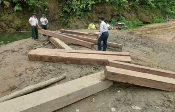 2024-2025财年4月查获近500吨木材走私案