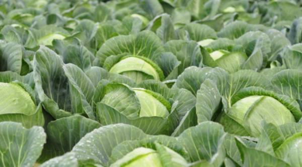 掸邦生产的卷心菜畅销曼德勒市场