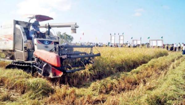 仰光省坦达宾县区已完成夏季稻3.4万英亩的种植工作