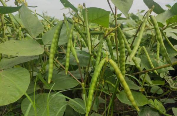 马奎省本漂县区完成了雨前绿豆2千多英亩的种植工作