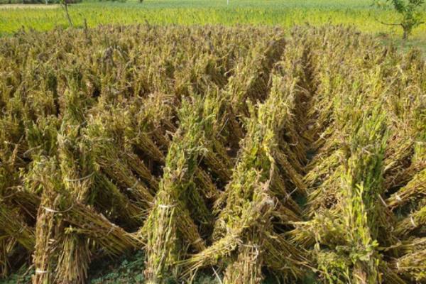 实皆省迪姜县区完成8千多英亩油料作物冬芝麻的采收工作