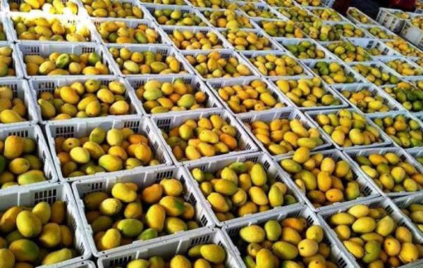 为了解中国市场情况正在试着输送芒果到边贸市场