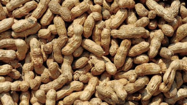 伊洛瓦底省额布都县区完成冬花生豆8千多英亩的采收工作