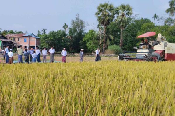勃固省东吁县区进行夏季稻模范田采收工作
