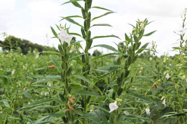 实皆省委勒县区今年夏季完成夏芝麻1.8万多英亩的种植工作