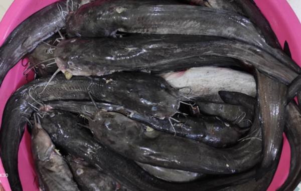 伊洛瓦底省博加礼县区养殖场的鲇鱼大量输送往仰光大市场出售