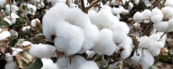 缅甸计划在2024—25财政年度种植60万英亩棉花