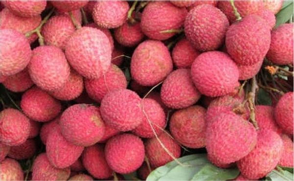 掸邦南部茂迈县区天然荔枝大量出产销路良好