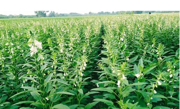 曼德勒省德达吴县区完成了夏芝麻3千多英亩的种植工作