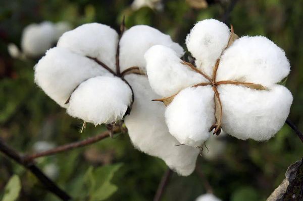 曼德勒省皎栖县区种植雨末棉花1万多英亩产量近500万缅斤