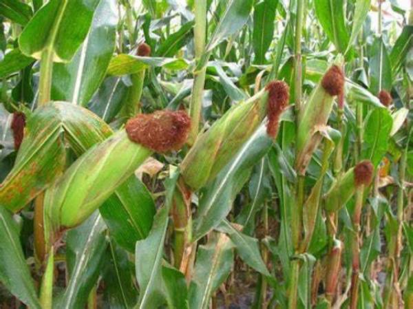 伊洛瓦底省瓦溪码县区完成了冬玉蜀黍2千多英亩的采收工作