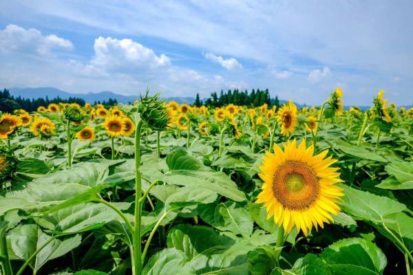 伊洛瓦底省英脉县区种植的2千多英亩冬向日葵已完成采收工作
