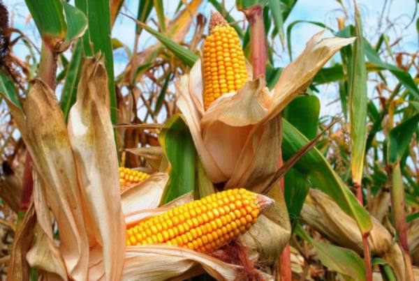 2024年4月份缅甸向国外出口玉米近40万吨