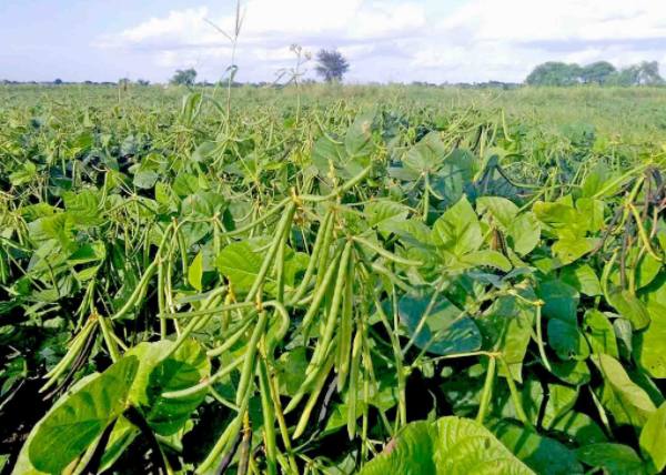 实皆省甘布鲁县区种植了雨前绿豆6千多英亩