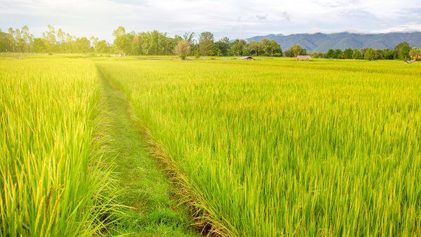 马奎省本漂县区种植了包括夏季稻在内的夏作物7万多英亩