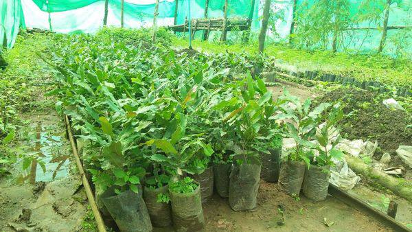 德林达依省土瓦专区向准备种植咖啡的农民免费赠送咖啡树苗