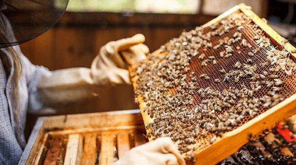 2024—25新财政年度第一个月缅甸出口蜂蜜获得3万多美元收入
