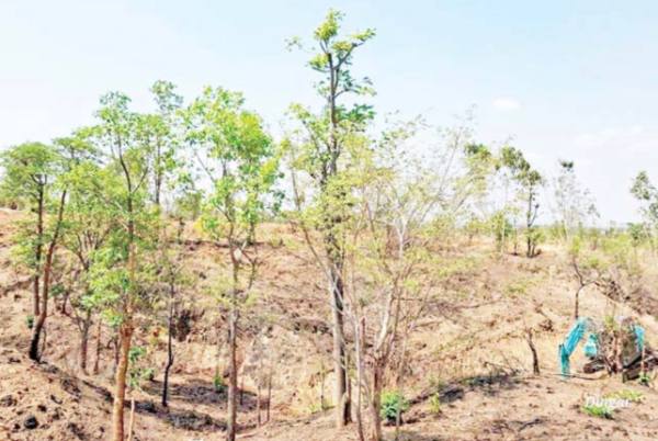 马奎省仁安羌县区在来年内将出现一座人造小树林