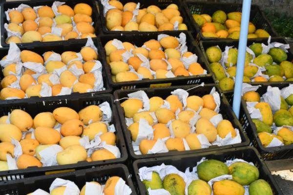 缅甸芒果正在尝试着由新边贸渠道出口中国