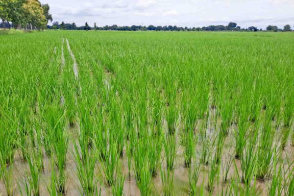 勃固省达耶瓦底县区本年度内种植了夏季稻4.5万多英亩