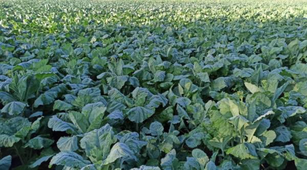 伊洛瓦底省额布都县区完成了冬厨房作物5千多英亩的的采收工作