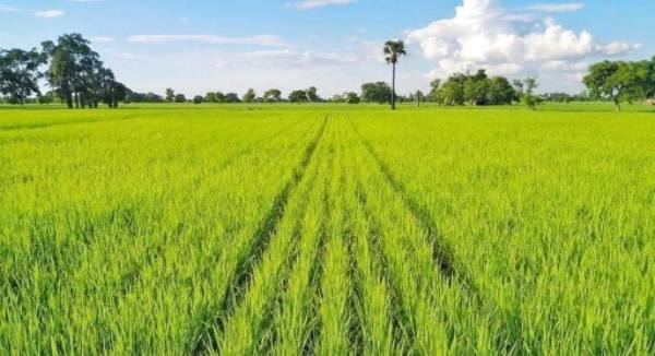 勃固省耶达谢县区种植了近2万英亩的夏季稻