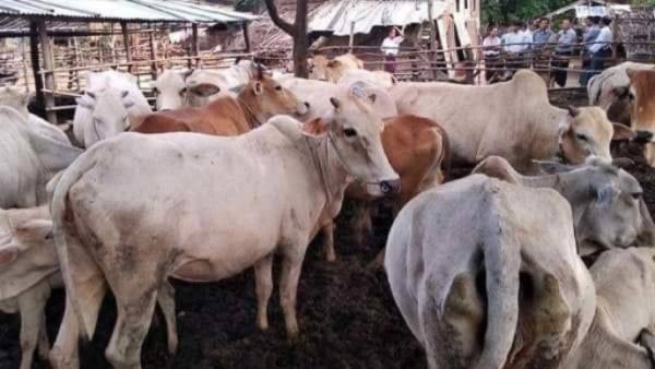 将向9个省邦畜牧业发放120亿缅币贷款