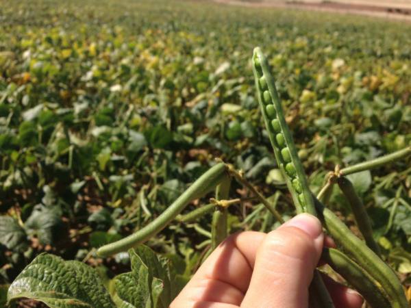 实皆省格礼专区完成冬作物绿豆1.5万多英亩的种植工作