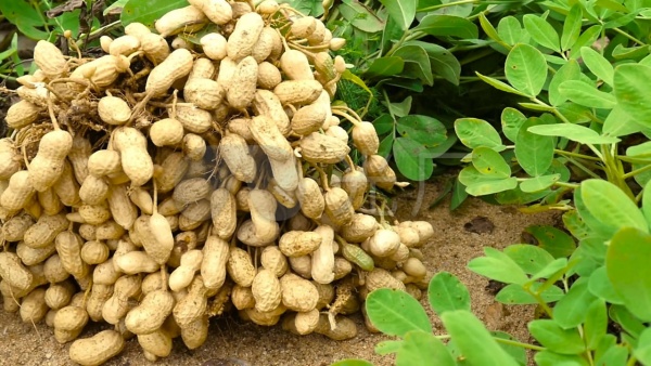 实皆省果林专区种植的9千多英亩冬花生已全部完成采收工作